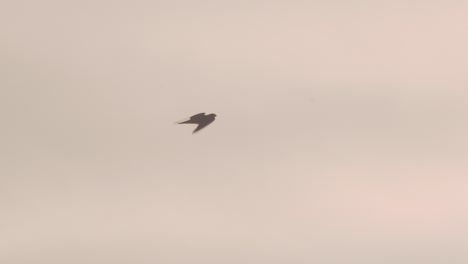 peregrine falcon flight into the evening sky , isolated single hunter flying