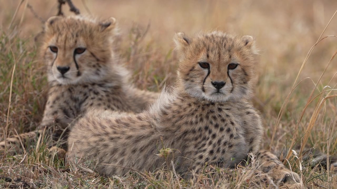 Adorabili cuccioli di ghepardo che riposano insieme nella savana africana.