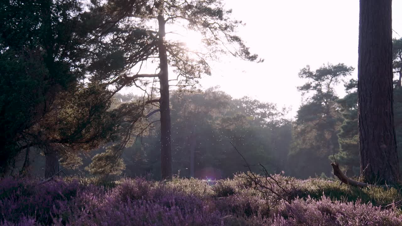 Sunlight filtering through pine trees over a field of vibrant purple heather