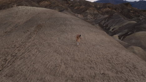 person walking alone on a vast desert landscape