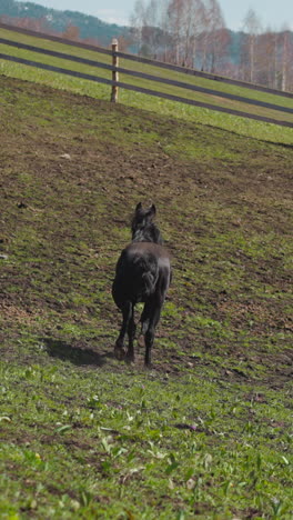 playful black horse runs with waved tail along large paddock on hill slow motion. healthy animal enjoys activity and grazing on pasture at highland