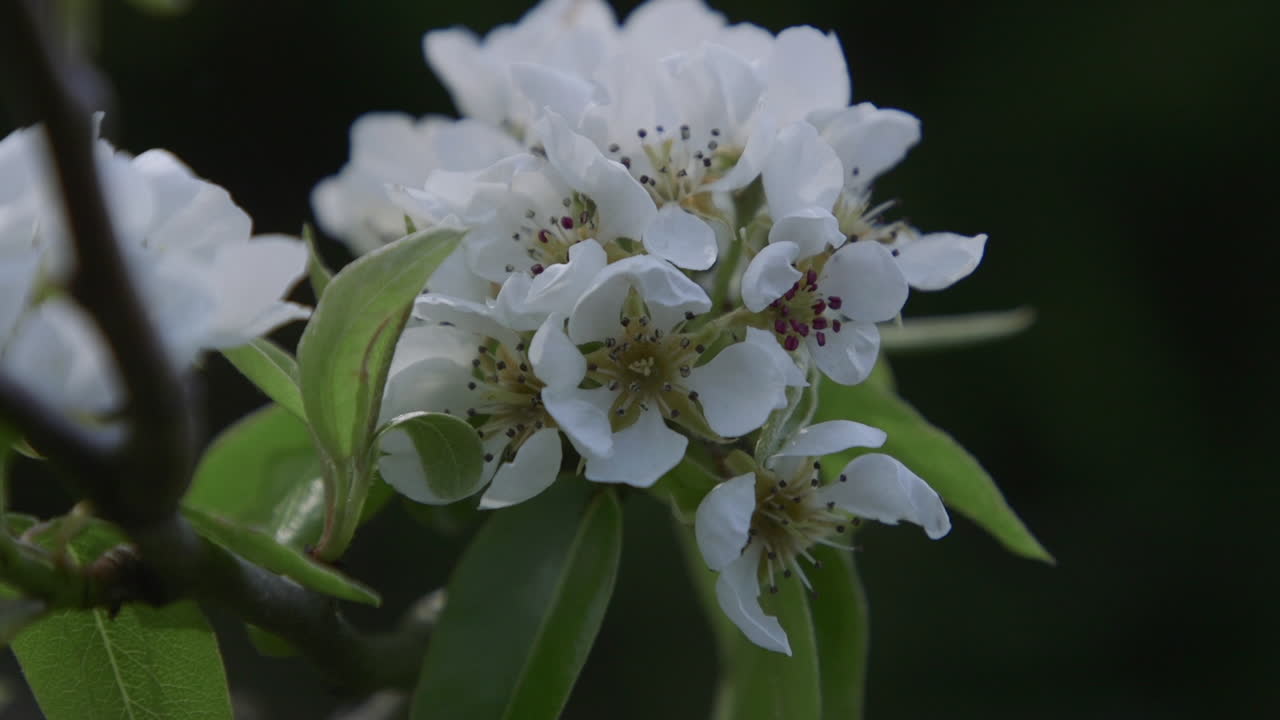 peral floreciendo con flores blancas durante la primavera en el noroeste pacífico