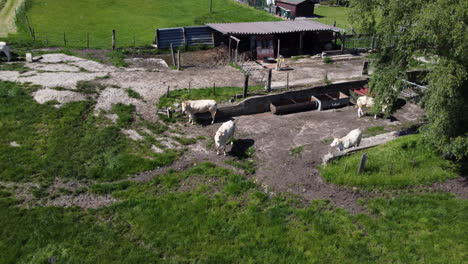 Cows-in-the-Farm-Field-on-a-Sunny-Day