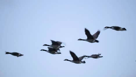 Wildgänse-Fliegen-In-V-Formation---Nahaufnahme-Tracking-Totale