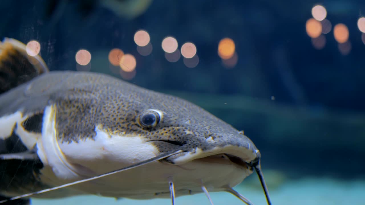 большой сом. phractocephalus hemioliopterus