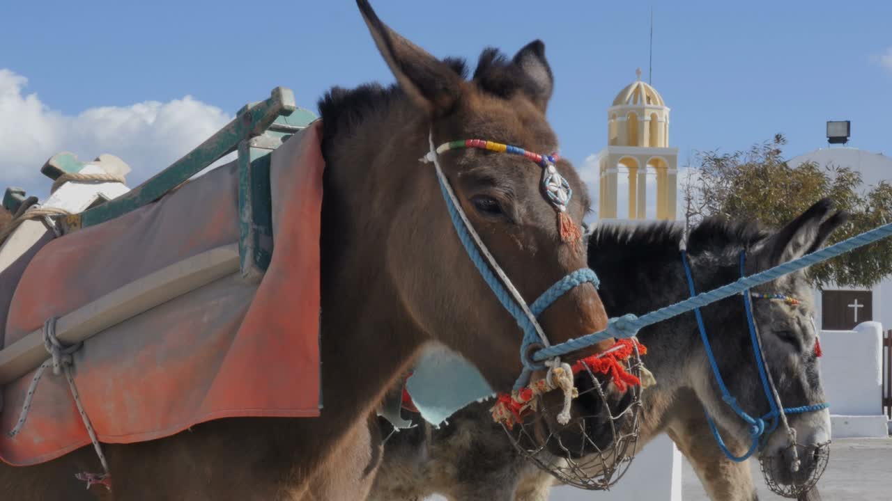 Santorini, Yunanistan - Ege Yunan Adaları'ndaki Oia köyünde bir eşek