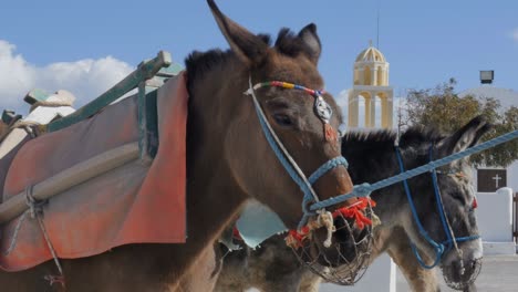 santorini greece - donkey in the village of oia in greek islands aegean