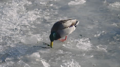 portrait of male mallard duck grazing on the snow - static shot