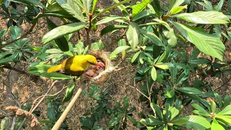 Wide-Shot-of-Golden-Oriole-Female-Bird-Feeding-in-Nest