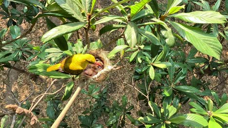 disparo ancho de ave hembra oriole dorada alimentándose en el nido