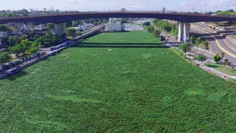 Vista-De-Drones-De-Lilas-Marinas-O-Plantas-Marinas-Que-Llenan-El-Río-Ozama,-República-Dominicana