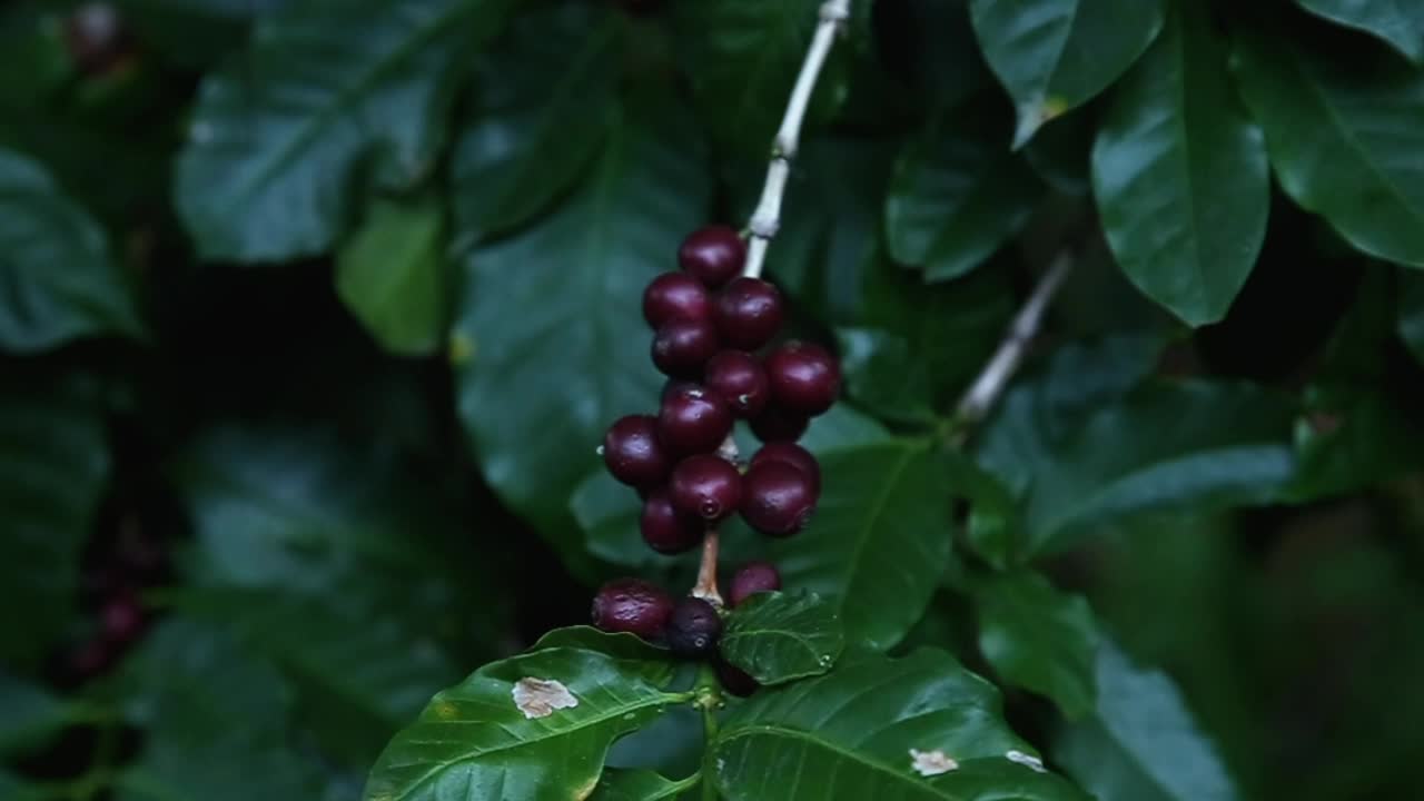 Panning of grapes in vineyard