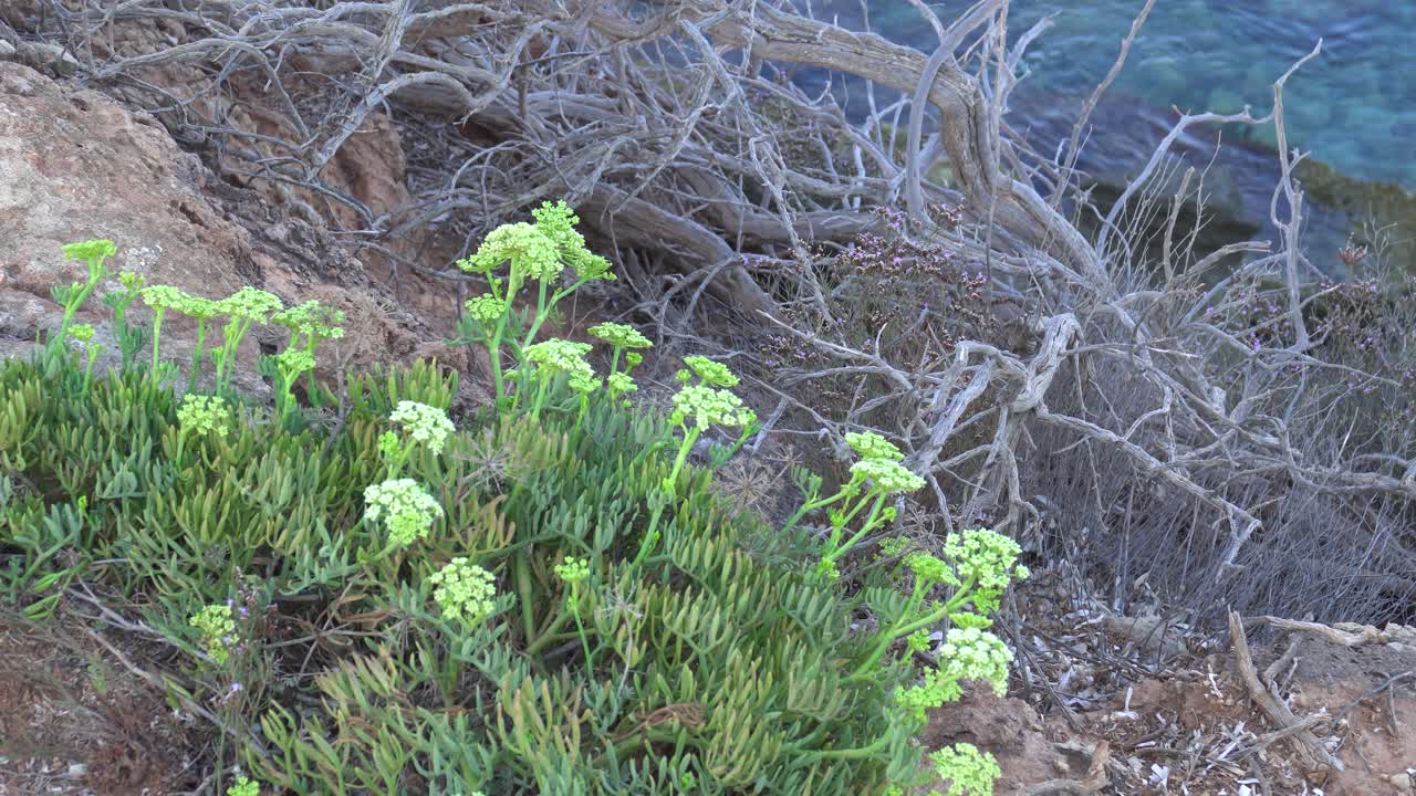 crithmum maritimum, rock samphire 또는 sea fennel, 먹을 수 있고 맛있는 녹색 지중해 식물