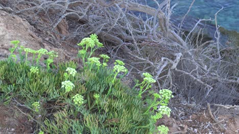 crithmum maritimum, samphire de roca o hinojo marino, planta mediterránea verde comestible y deliciosa