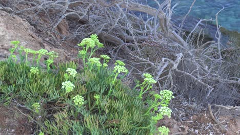 海洋<unk> (crithum maritimum) 是一種可食用的綠色地中海植物