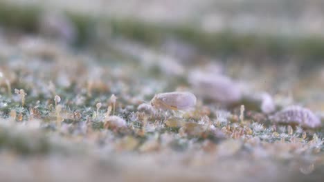 Mosca-Blanca-Alimentándose-De-Hojas-Infestadas,-Paisaje-Macro