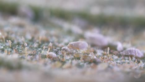 la mosca blanca se alimenta de hojas infestadas, macro paisaje