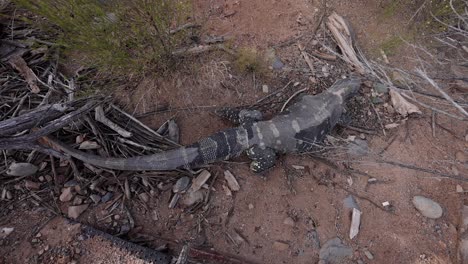 lagarto monitor de garganta negra caminando en el desierto vista superior slomo