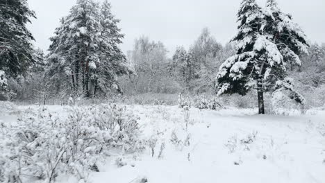 aerial flyover frozen snowy spruce forest