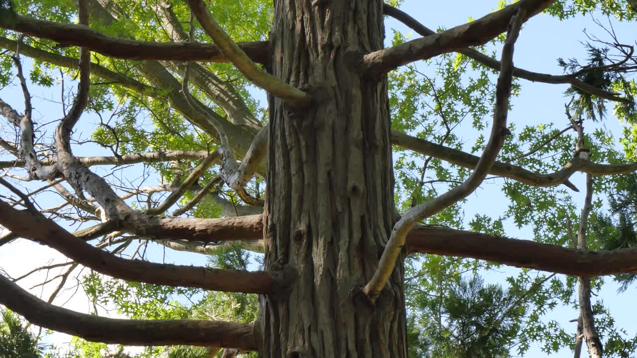 Tall tree with long branches