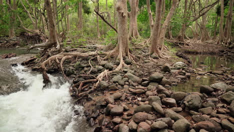 a scene of the mauritian national park black river. the forest and its trees are in the center of the frame dividing the streaming water and a pond.