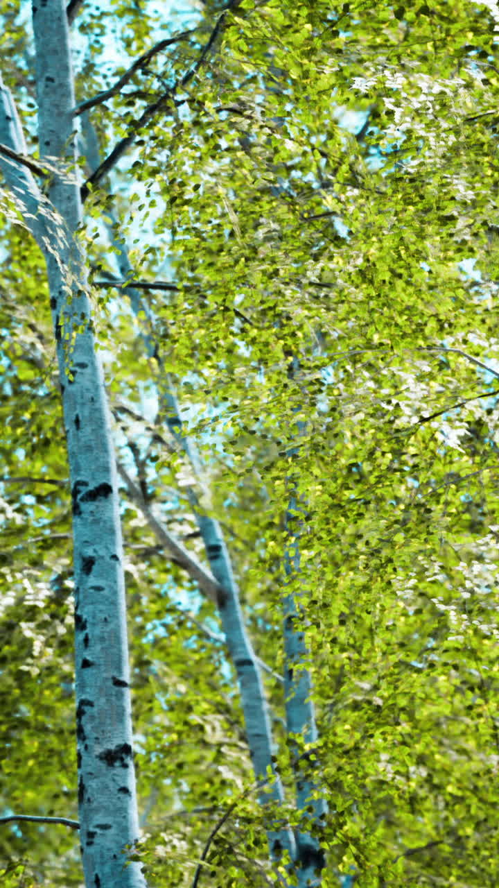 un primer plano de un abedul con corteza blanca y hojas verdes en un bosque