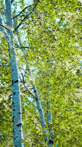 a close-up of a birch tree with white bark and green leaves in a forest