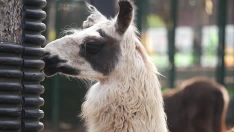 llama in a zoo