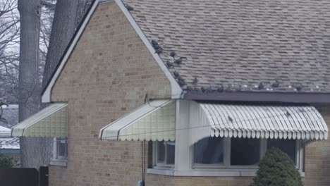 Starlings-Taking-off-of-a-roof-in-Slow-Motion