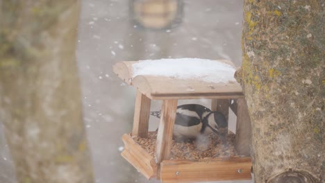 El-Pájaro-Carpintero-Toma-Semillas-Del-Comedero-De-Invierno.