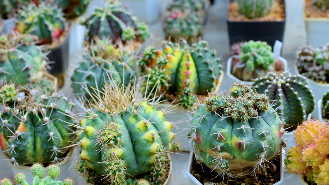 시장 환경에서 다양한 모양과 색을 보여주는 비에 있는 활기찬 티 컬렉션