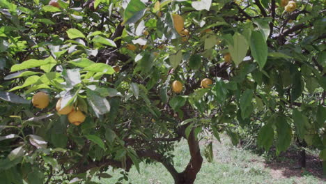 imágenes de primer plano de un limonero ubicado en kalamata, grecia