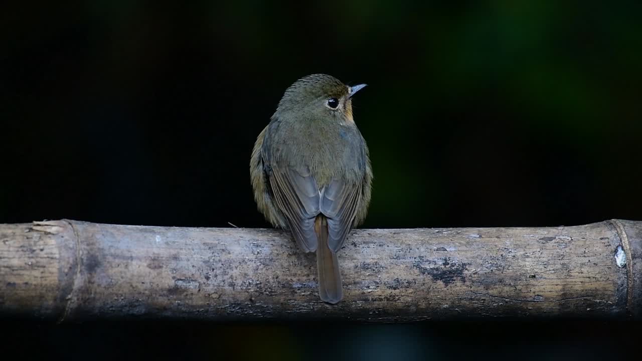 papamoscas azul de la colina posado en un bambú, cyornis whitei