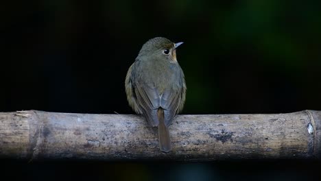 Papamoscas-Azul-De-La-Colina-Posado-En-Un-Bambú,-Cyornis-Whitei