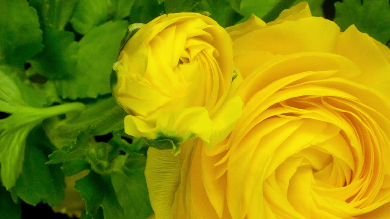 жёлтый цветок4