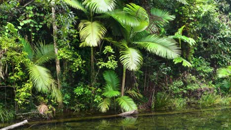 a tranquil river scene in port douglas dense jungle, featuring lush vegetation and calm waters under soft natural lighting