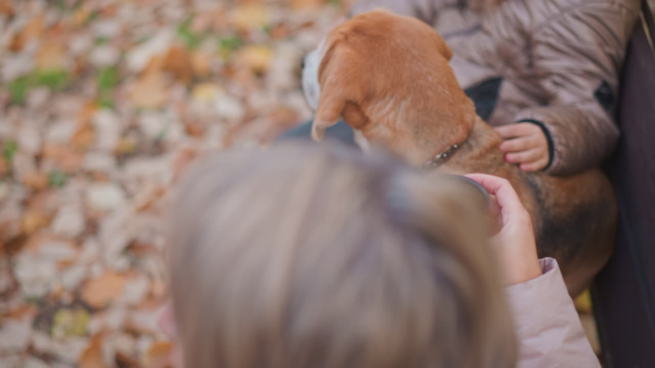 Overhead view of woman holding small cup of tea while dog sits close beside child, staring attentively in calm autumn park setting with scattered leaves and soft outdoor light