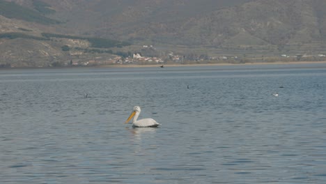 A-magical-landscape-of-a-Island,-Hawaii-mountains,-blue-ocean,-wildlife-in-the-water,-white-pelican,-seagulls-ducks-and-other-birds,-Static-shot,-4K-video,-slow-motion