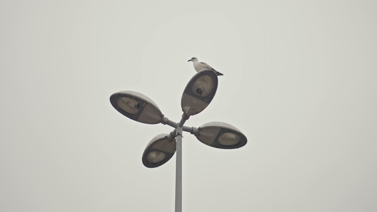 파란 하늘에서 날아다니는 새와 새 둥지