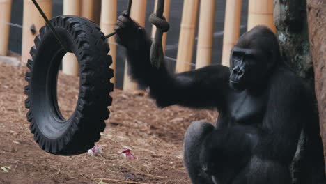 gorilla in the zoo holding a tire swing