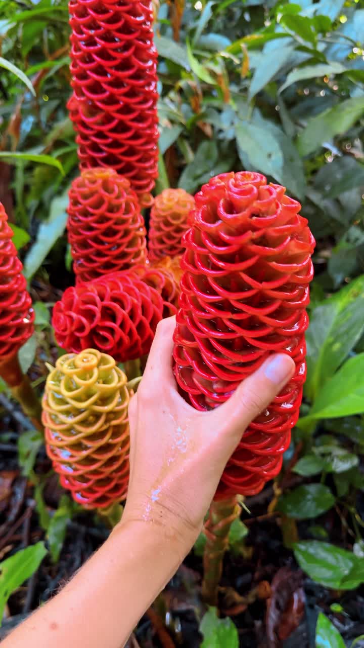 Mano che stringe un fiore di zenzero a nido d'ape rosso con acqua che gocciola. Mano umana che stringe un fiore di zenzero rosso a nido d'ape, con liquido che gocciola dalle brattee in un giardino tropicale.