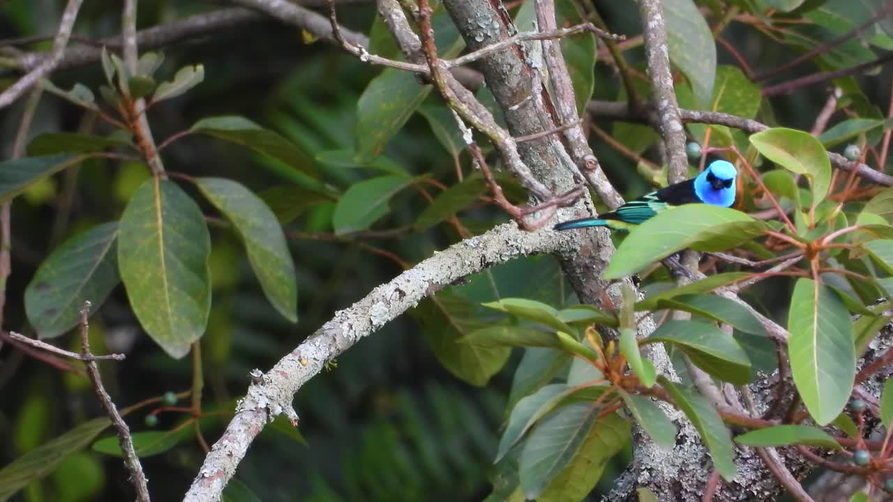 un primer plano de un hermoso tanager de cuello azul encaramado en una rama de árbol antes de volar en el parque nacional de los nevados, colombia
