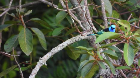 Un-Primer-Plano-De-Una-Hermosa-Tangara-De-Cuello-Azul-Posada-En-La-Rama-De-Un-árbol-Antes-De-Volar-En-El-Parque-Nacional-De-Los-Nevados,-Columbia