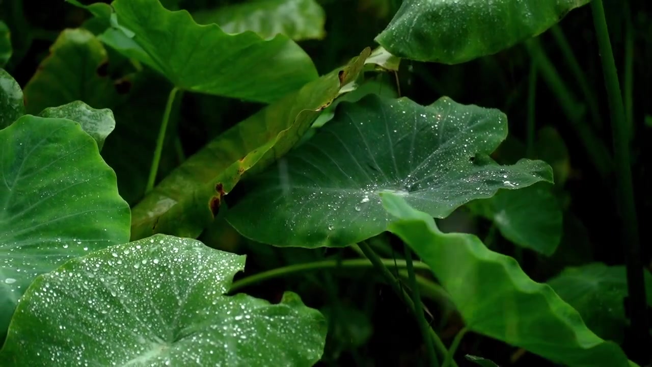 Et nærbilde makrobilde av store, lysegrønne taro-blader (Colocasia esculenta) som rister lett mens kraftig regn faller, med vanndråper som samler seg på den hydrofobe overflaten
