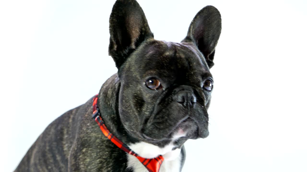 bulldog francés en una corbata sentado en un fondo blanco