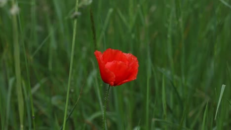 a single bright red poppy flower growing amongst grasses in meadow. early summer. uk