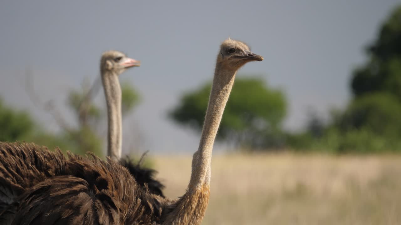 Une autruche alerte mange dans la savane africaine, surveillant le danger, la tête en mouvement