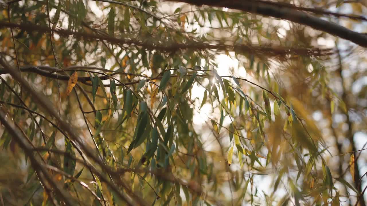 Delicati rami di albero con foglie strette che catturano la calda luce autunnale in un ambiente naturale e tranquillo a Minho, nel nord del Portogallo