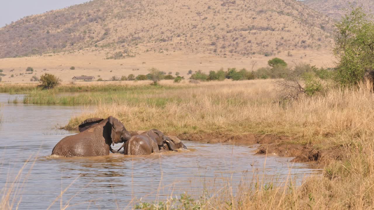 아프리카의 필라네스베르크 국립공원에서 자연 서식지에서 물속을 헤엄치는 코끼리