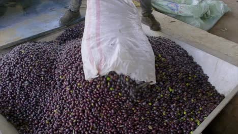 imágenes de aceitunas maduras vertidas de los sacos en la fábrica de aceite de oliva